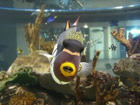 Poisson perroquet